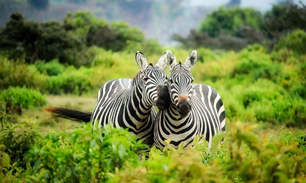 AFRIQUE DU SUD