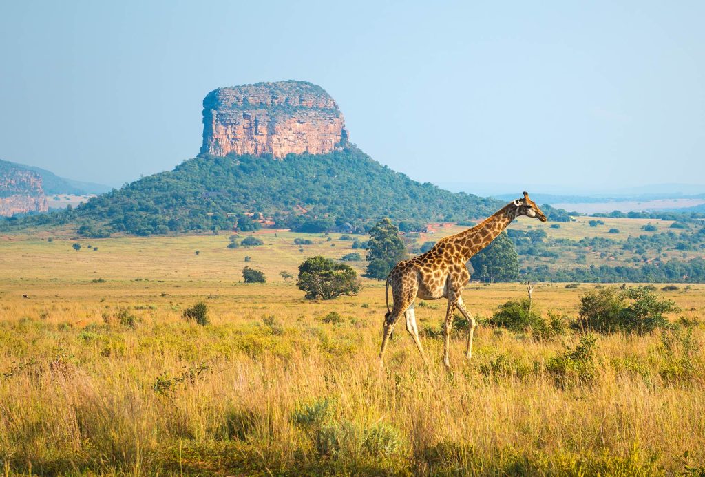 Afrique-du-Sud-Entabeni-Reserve-SL_Photography-iStock-958201790