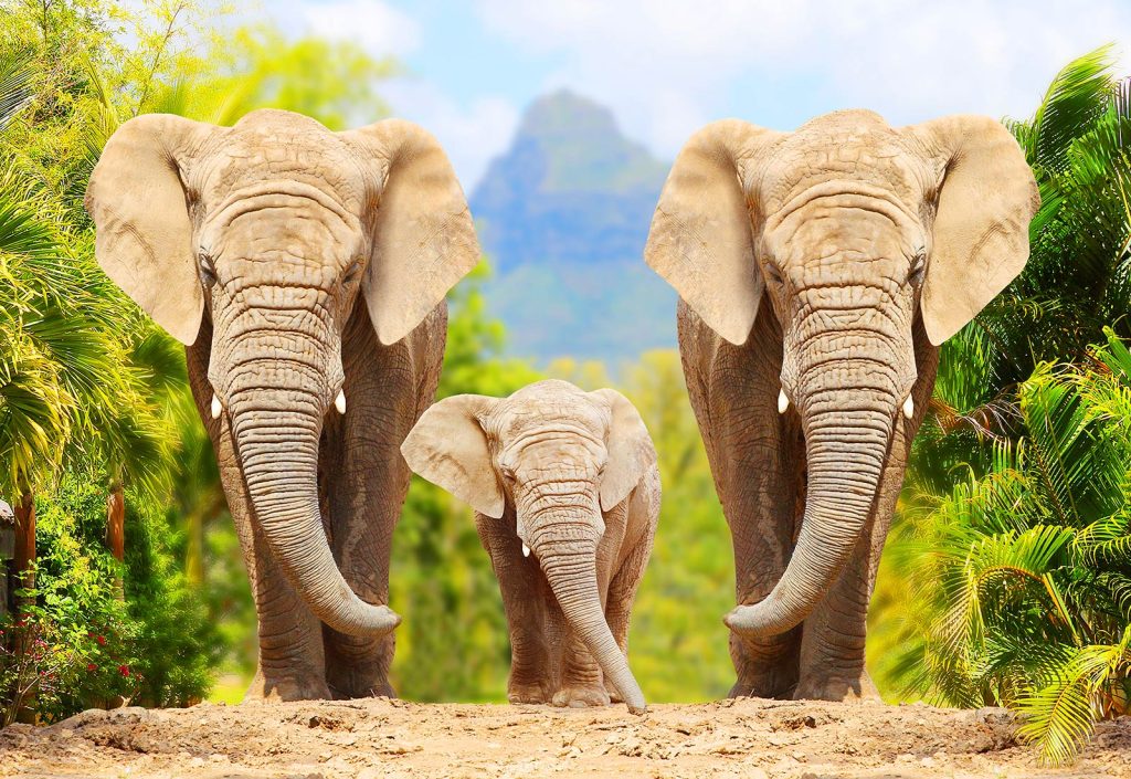 AFRIQUE DU SUD