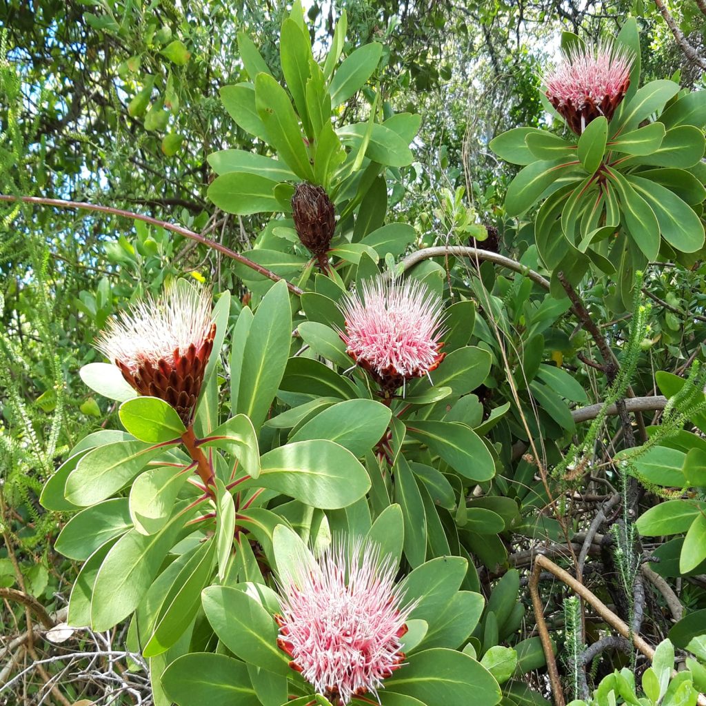 AFRIQUE DU SUD