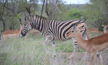 AFRIQUE DU SUD