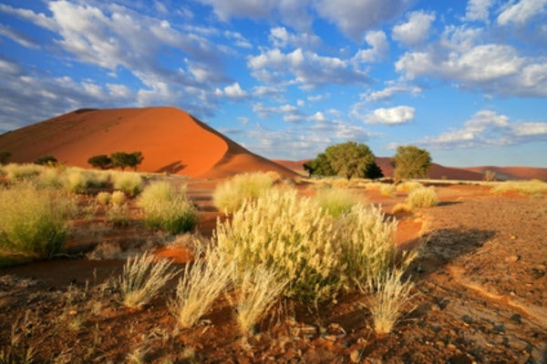 Desert landscape