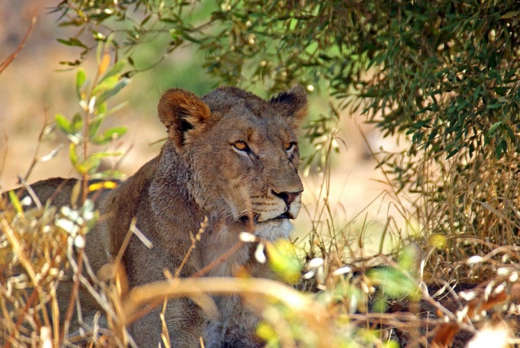 AFRIQUE DU SUD