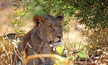 AFRIQUE DU SUD