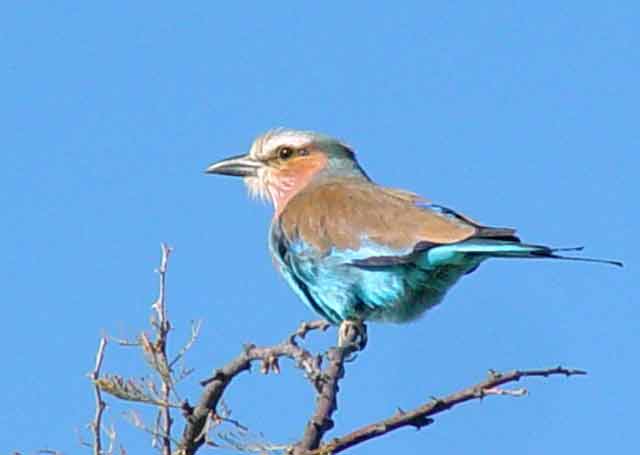AFRIQUE DU SUD