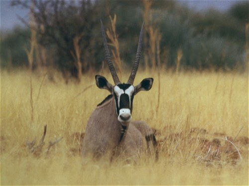 AFRIQUE DU SUD
