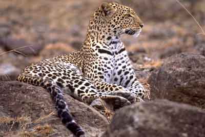 AFRIQUE DU SUD