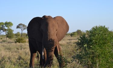 AFRIQUE