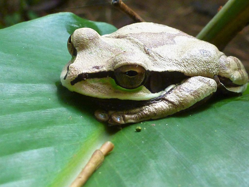 Crapaud-du-Costa-Rica©Deb