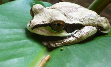 Crapaud-du-Costa-Rica©Deb
