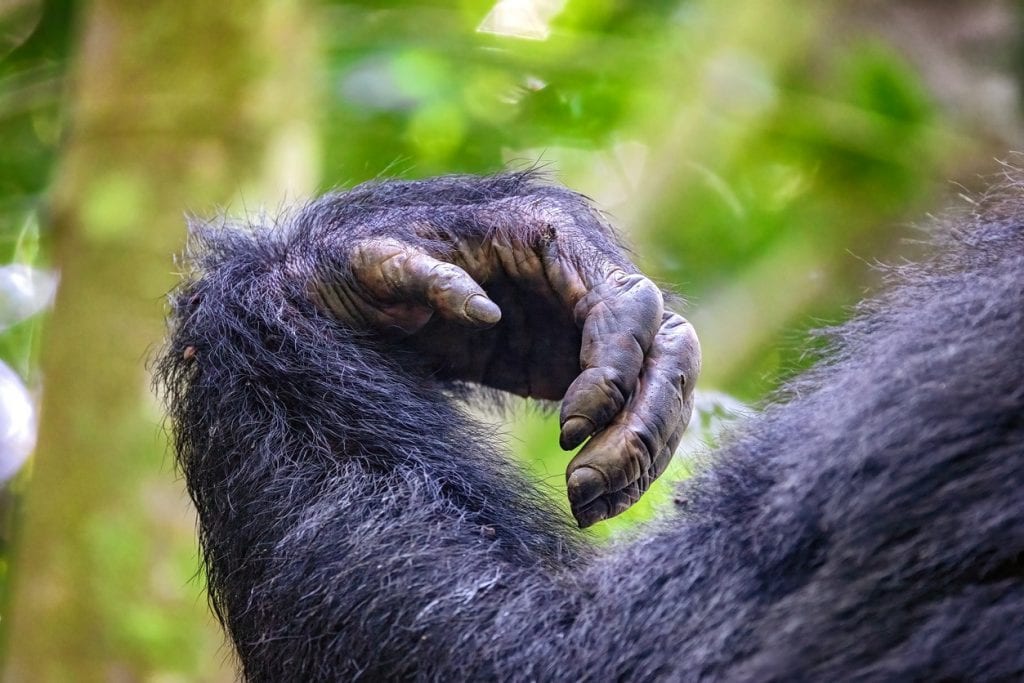 OUGANDA