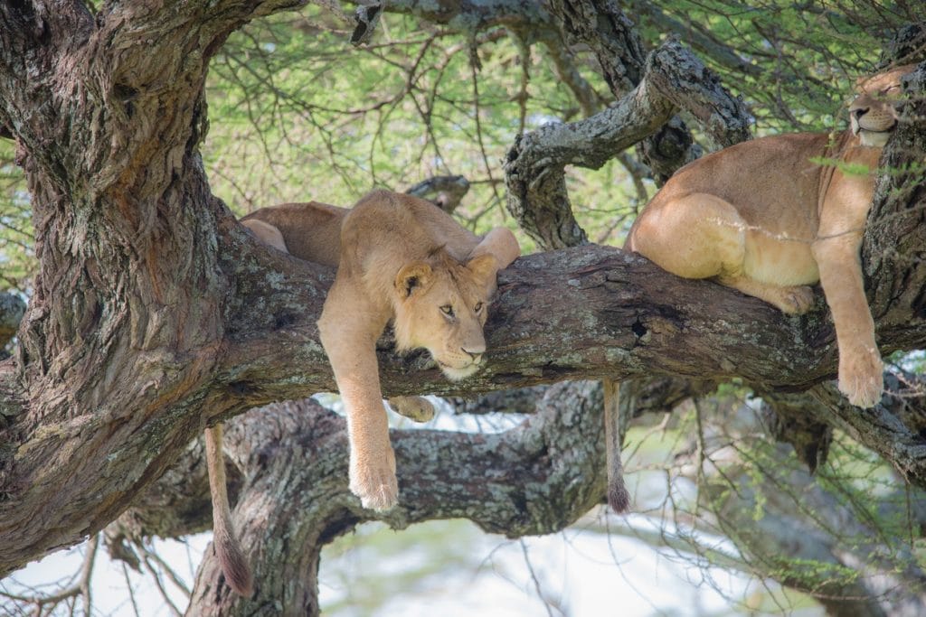 Lion in Tree Africa