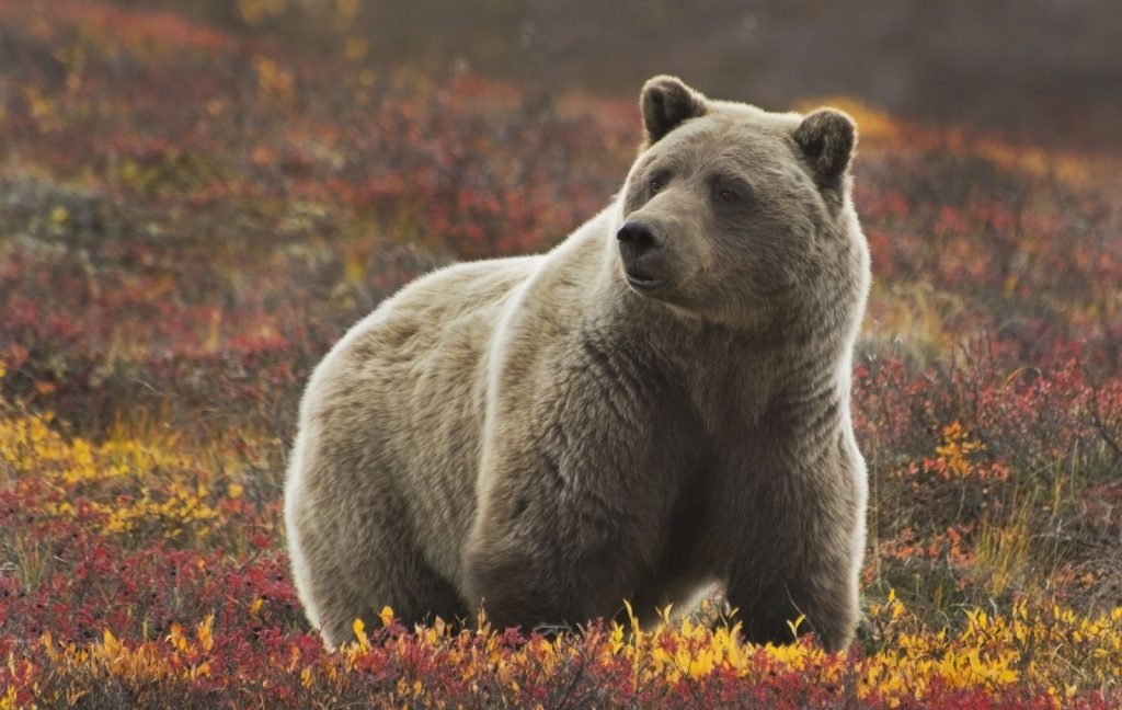 Aaska Grizzly Denali Nat. Park ©RONSAN4D, iStock