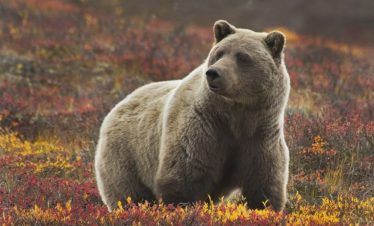 Aaska Grizzly Denali Nat. Park ©RONSAN4D, iStock
