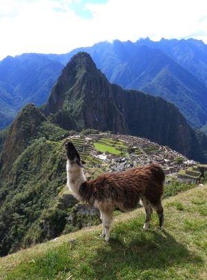 Lama du Machu Picchu, ©DebM