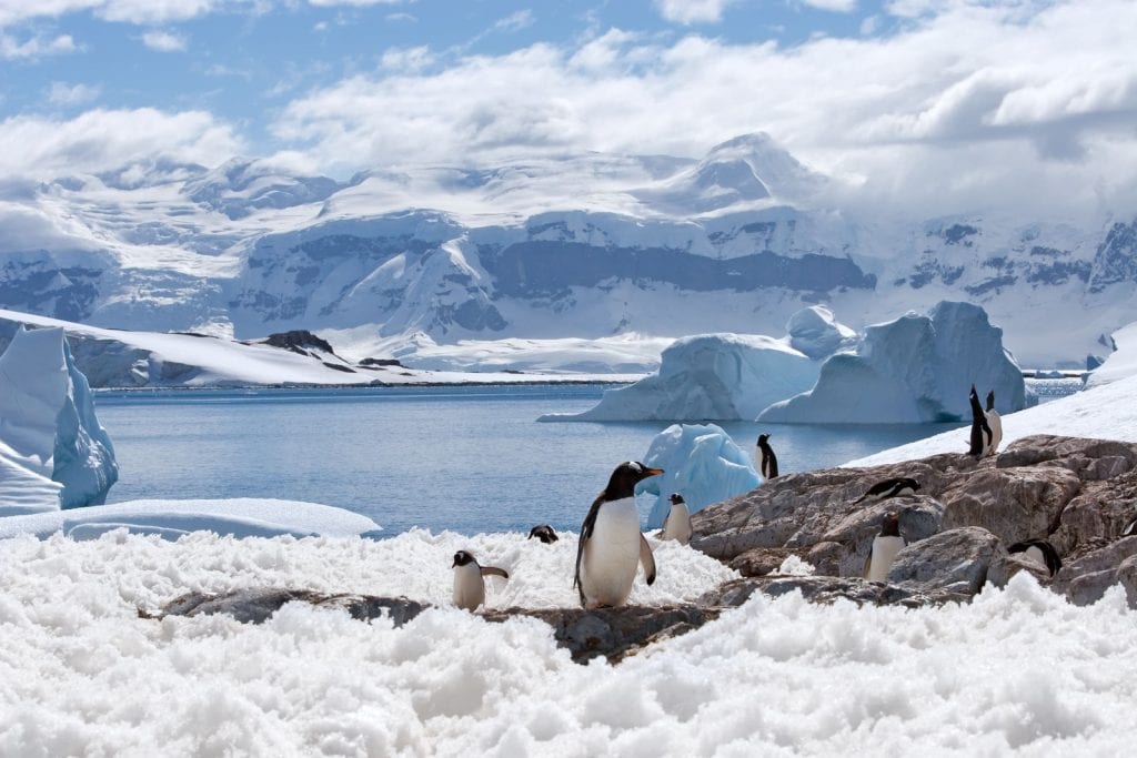 Antarctique-pinguins-©Photodynamic-iStock