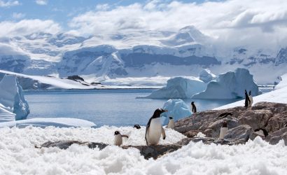 Antarctique-pinguins-©Photodynamic-iStock