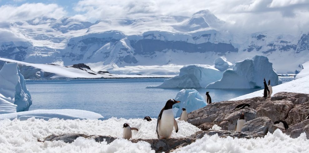 Antarctique-pinguins-©Photodynamic-iStock