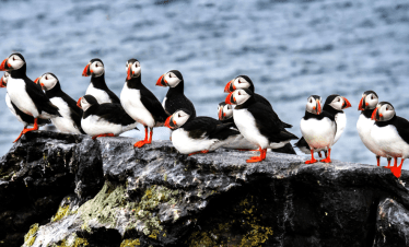 Ponant-Islande ©-Laure-Patricot-.png