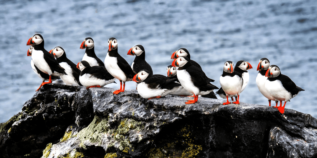 Ponant-Islande ©-Laure-Patricot-.png