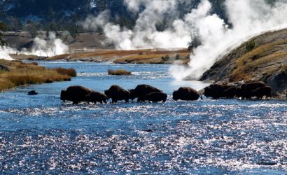 Buffalo-Bison-parc-de-Yellowstone-©-kenez-