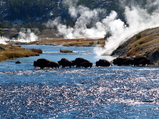 Buffalo-Bison-parc-de-Yellowstone-©-kenez-