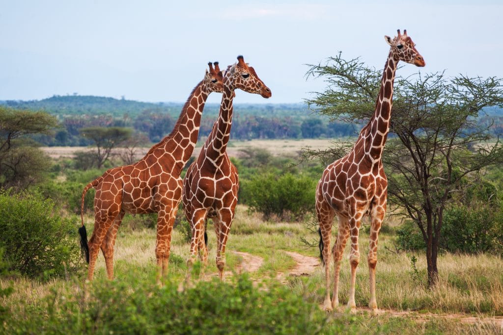 Giraffe among savanna in Africa