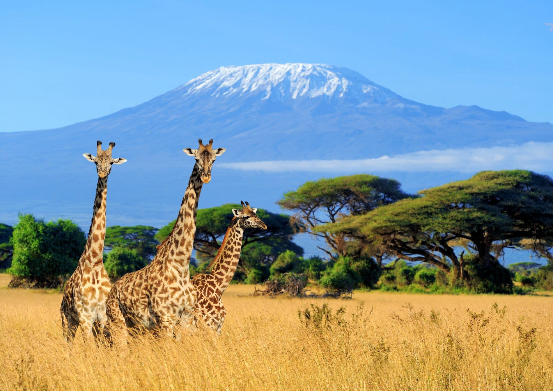Ktinya Kenya - Expert Travel
