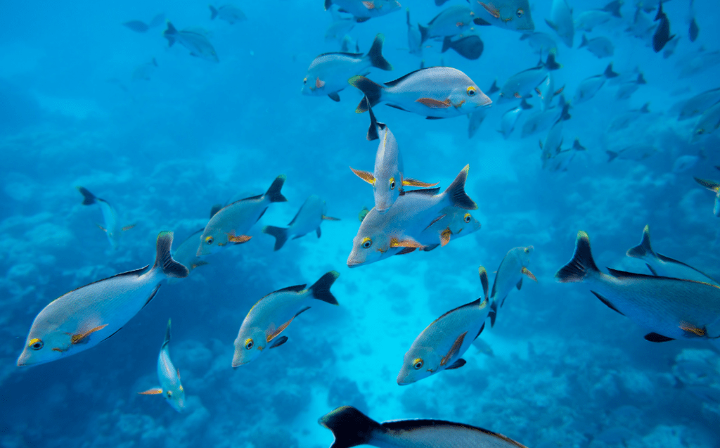 Ponant Seychelles ©PONANT Julien Fabro