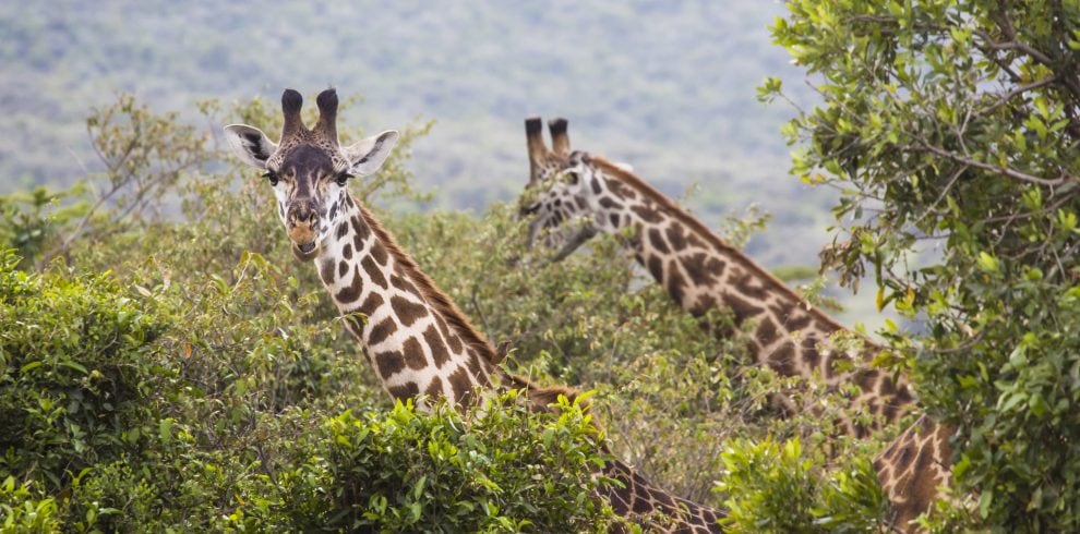 KENYA