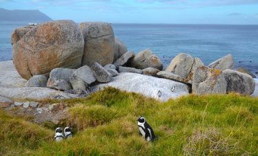 boulders beach copyright klaravlas